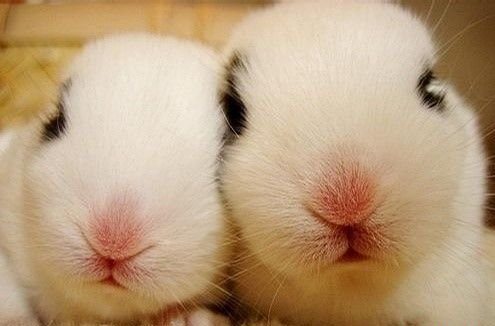 fb-smile-rabbit.jpg